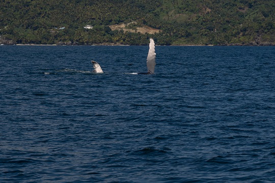 ballenas jorobadas 2026