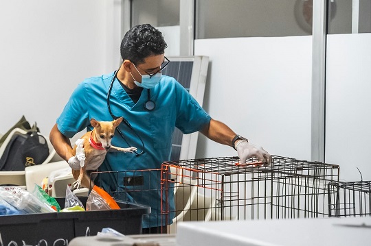 esterilización